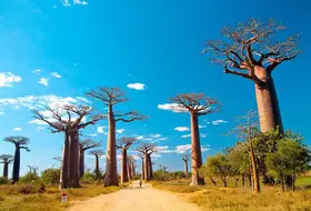 Madagaskar - aleja baobabów i parki narodowe