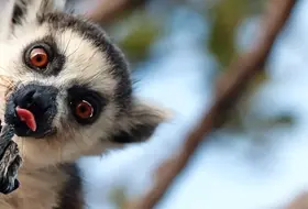Madagaskar- Natura Lemura