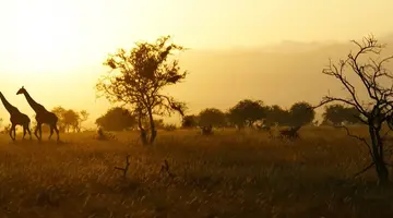 Safari -  Kenia, Tanzania, Zanzibar