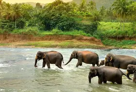 Sri Lanka - Esencja Cejlonu de lux