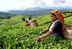 Sri Lanka Herbatka ze Słoniem